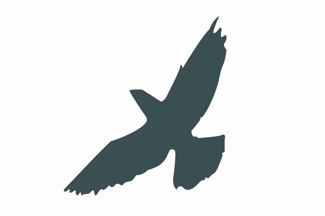Bird protection sticker 10-50 cm LH-VOG-60-93, dark gray color, made of weatherproof plastic